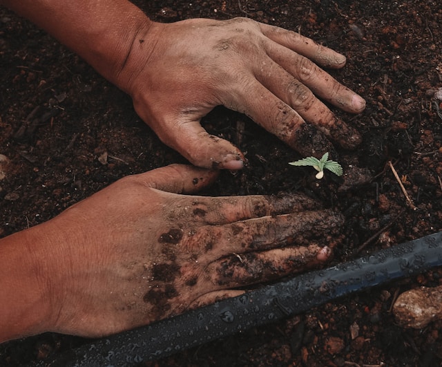 Hands that plant the seed in the ground